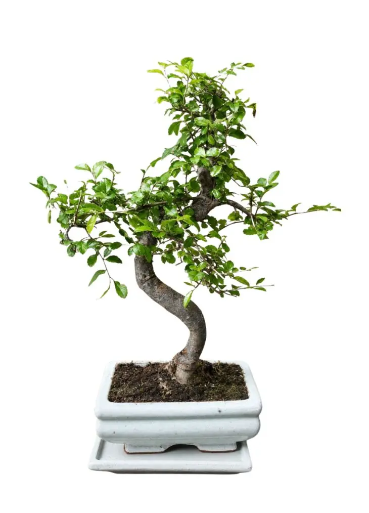 Bonsai Tree Real Plant